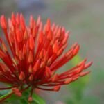 Guía de plantas ideales para sembrar en mayo en el País Vasco