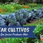 Guía de semillas de plantas ideales para cultivar en suelos con sombra