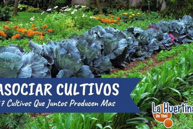 guia de semillas de plantas ideales para cultivar en suelos con sombra