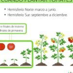 Guía de siembra en febrero en Andalucía: ¡Prepara tu huerto ahora!