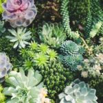 Guía fácil: Cómo plantar rosa do deserto en maceta