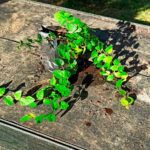 Guía fácil para plantar esquejes de higuera