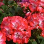 Guía fácil para plantar geranios por esqueje en casa