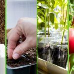 Guía fácil para plantar huesos de durazno en casa