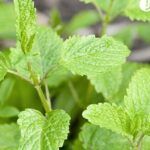 Guía fácil para plantar menta en tu jardín