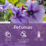 Guía fácil para plantar petunias en tu jardín