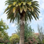 Guía fácil para plantar semillas de palmera datilera