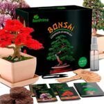 Guía fácil para plantar tu propio bonsai desde una semilla