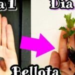 ¡Descubre el secreto para germinar bellotas en casa con éxito!