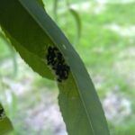 Guía fácil para plantar un sauce llorón de gajo