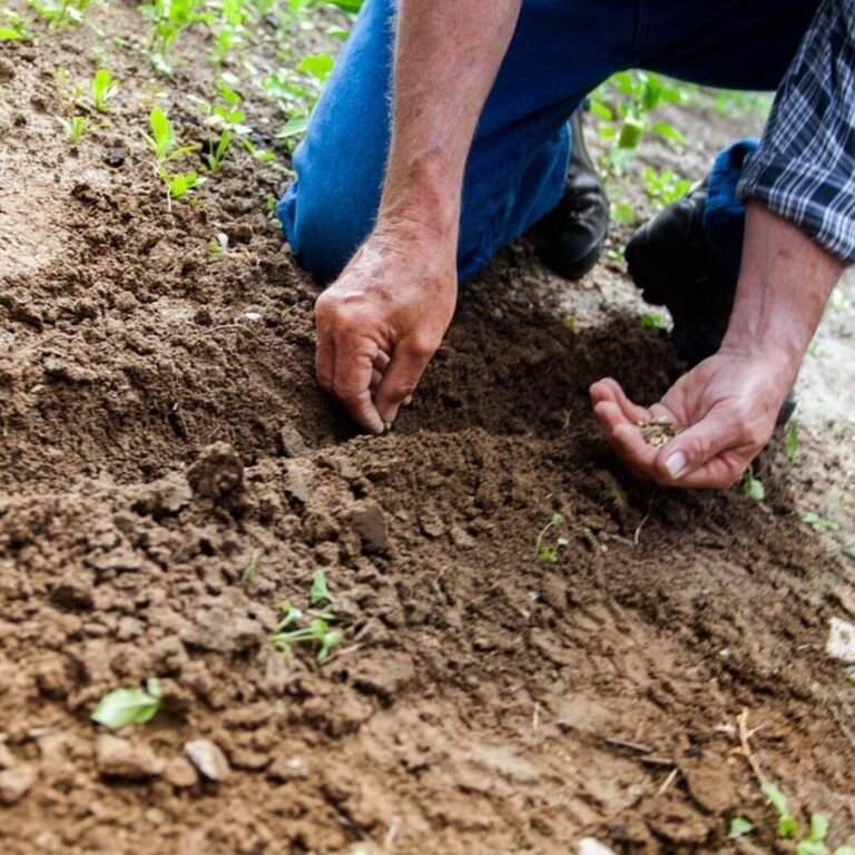 guia para cultivar pimientos desde la semilla hasta la mesa