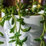 Guía para cultivar una hermosa planta de jade en casa