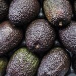 Guía para plantar aguacate en el campo: ¡Cosecha tu propio fruto!