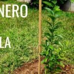 Guía para plantar aloe vera en el campo: consejos prácticos