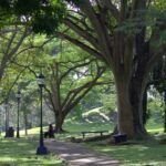 Guía para plantar árboles en tu terreno: consejos y pasos clave