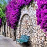 Guía para plantar buganvillas: Consejos prácticos en el suelo