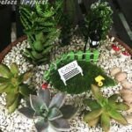 Guía para plantar cactus y suculentas en macetas: ¡embellece tu hogar!