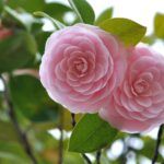 Guía para plantar camelia en maceta: consejos fáciles y prácticos