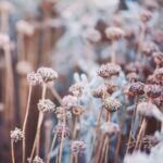 Guía para plantar césped: consejos prácticos para principiantes
