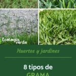 Guía para plantar césped natural en tu terraza: ¡Verde en casa!