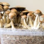Guía para plantar champiñones en casa: ¡Cosecha tus propias setas!
