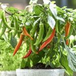 Guía para plantar chile habanero: paso a paso