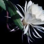 Guía para plantar Dama de Noche: consejos y cuidados