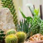 Guía para plantar en macetas de barro: consejos y trucos