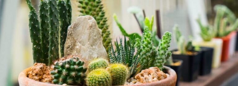 guia para plantar en macetas de barro consejos y trucos