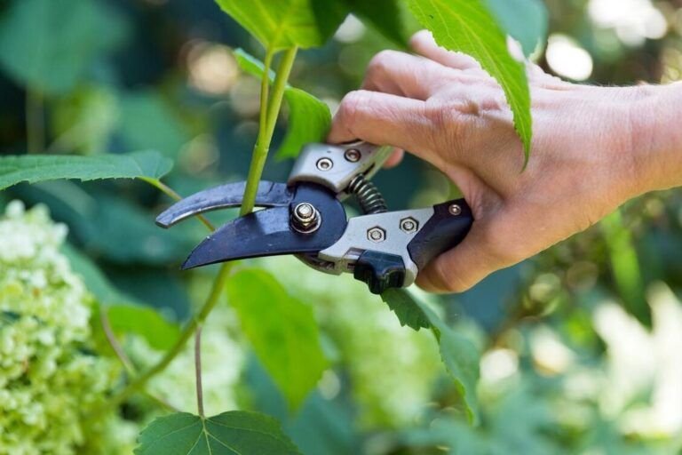 guia para plantar esquejes de hortensia crea tu propio jardin