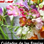 Guía para plantar fresias en maceta: ¡flores coloridas en tu hogar!