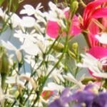 Guía para plantar gardenias en macetas y disfrutar de su belleza