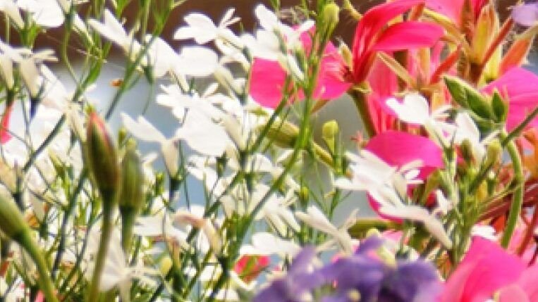 guia para plantar gardenias en macetas y disfrutar de su belleza