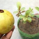 Guía para plantar guayabas: paso a paso fácil y efectivo