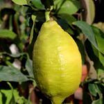 Guía para plantar limonero en maceta: ¡Cosecha tus propios limones!
