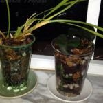 Guía para plantar orquídeas en troncos: paso a paso