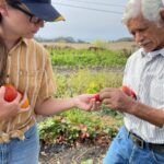 Guía para plantar pistachos: machos y hembras juntos