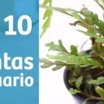 Guía para plantar plantas acuáticas en estanques: tips y consejos