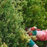 Guía para plantar setos en tu jardín: consejos y trucos