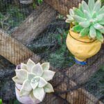Guía para plantar suculentas en macetas pequeñas: tips y consejos