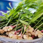 Guía para plantar tu árbol de navidad cortado y darle una segunda vida