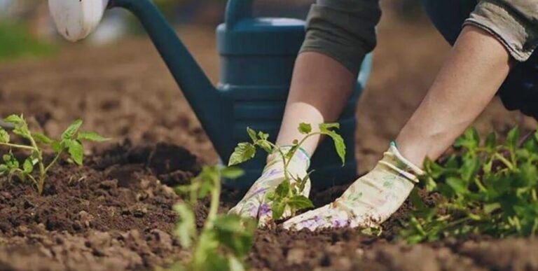 guia para plantar tulipanes en argentina consejos y fechas clave