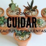 Guía para plantar un agave en maceta: consejos y pasos clave