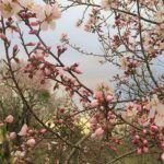 Guía para plantar un almendro por esqueje: fácil y económico