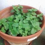 Guía para plantar un laurel por esqueje: paso a paso