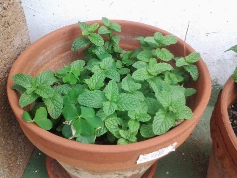 guia para plantar un laurel por esqueje paso a paso