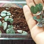 Guía para plantar una pata de elefante: paso a paso
