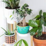 Guía para preparar tierra y cultivar en macetas