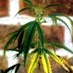 Guía para reconocer y solucionar las carencias nutritivas de tus plantas