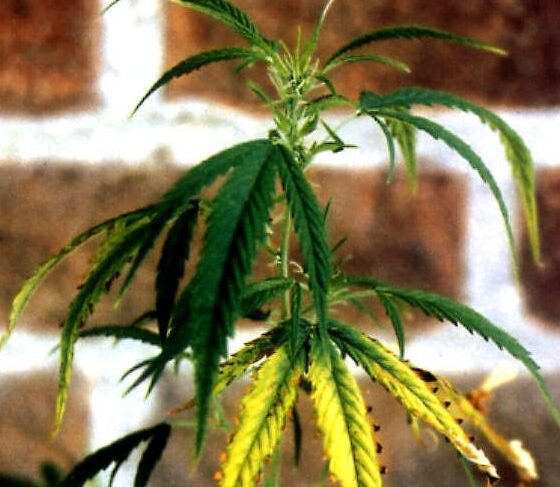 guia para reconocer y solucionar las carencias nutritivas de tus plantas
